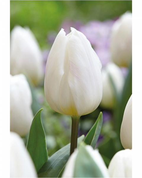 Tulip White 40 bulbs/pkg