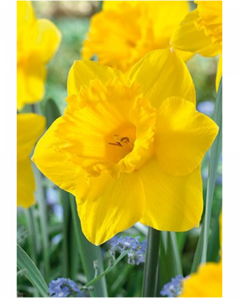 Daffodil Yellow 40 bulbs/pkg