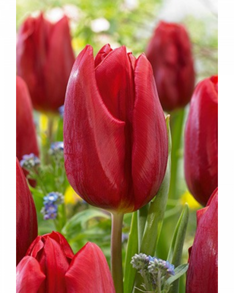 Tulip Red 40 bulbs/pkg