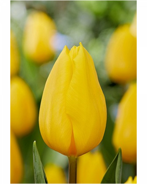 Tulip Yellow 40 bulbs/pkg