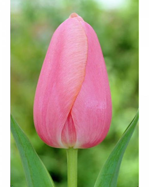 Tulip Pink 40 bulbs/pkg