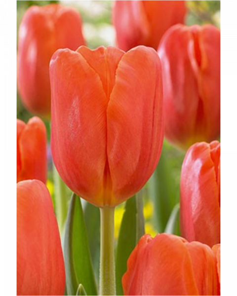 Tulip Orange 40 bulbs/pkg