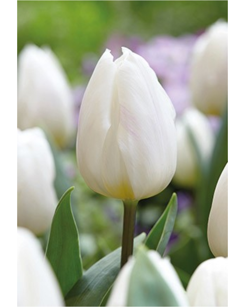 Tulip White 40 bulbs/pkg