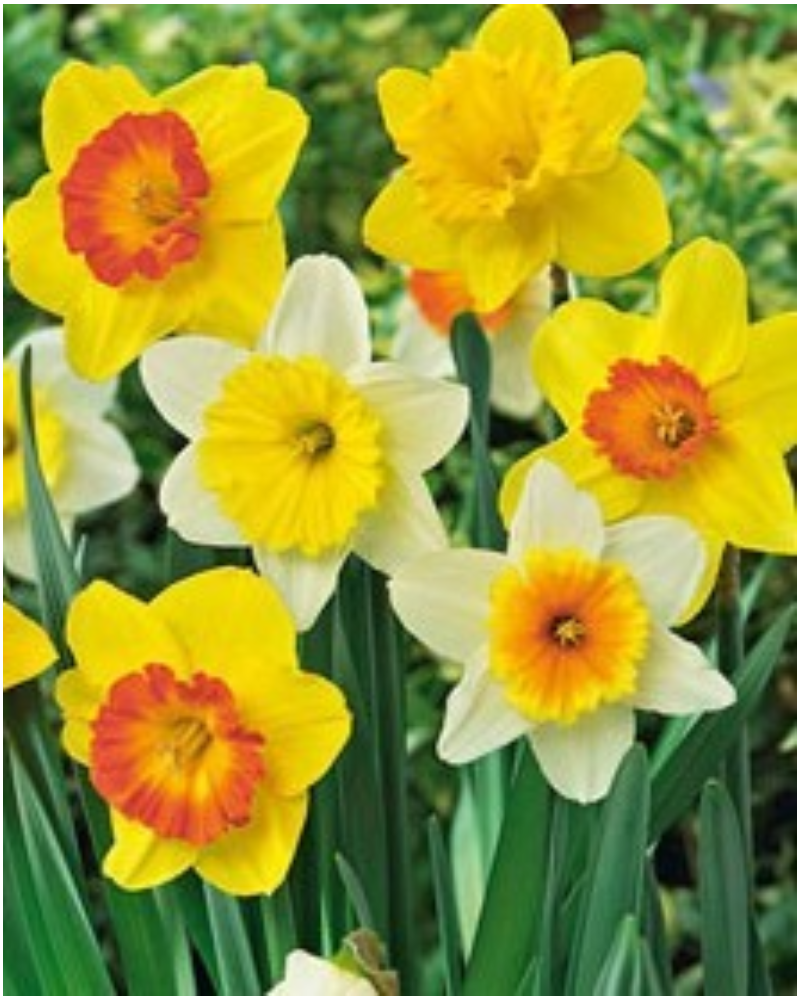 Daffodil Mix 40 bulbs/pkg
