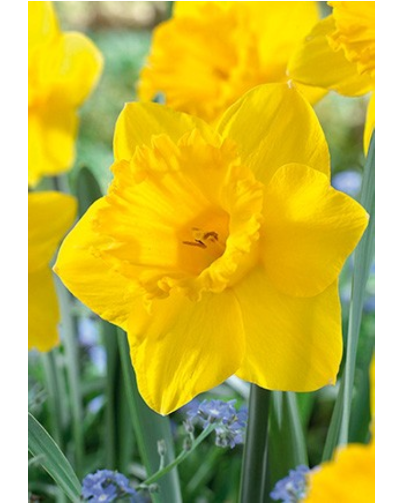 Daffodil Yellow 40 bulbs/pkg