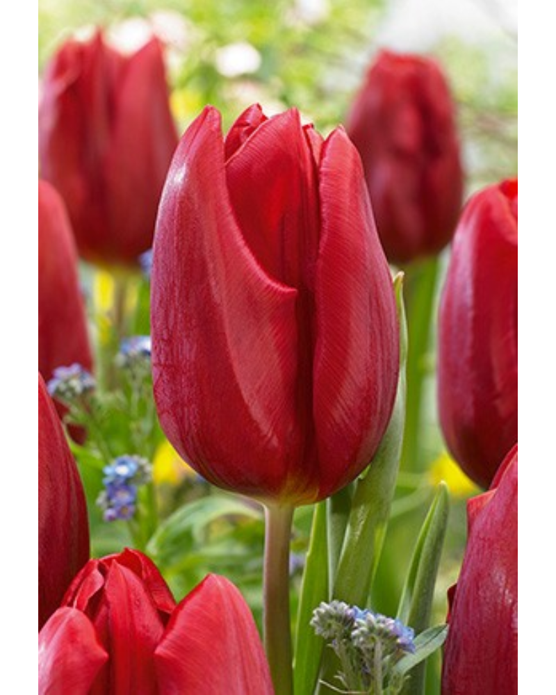Tulip Red 40 bulbs/pkg