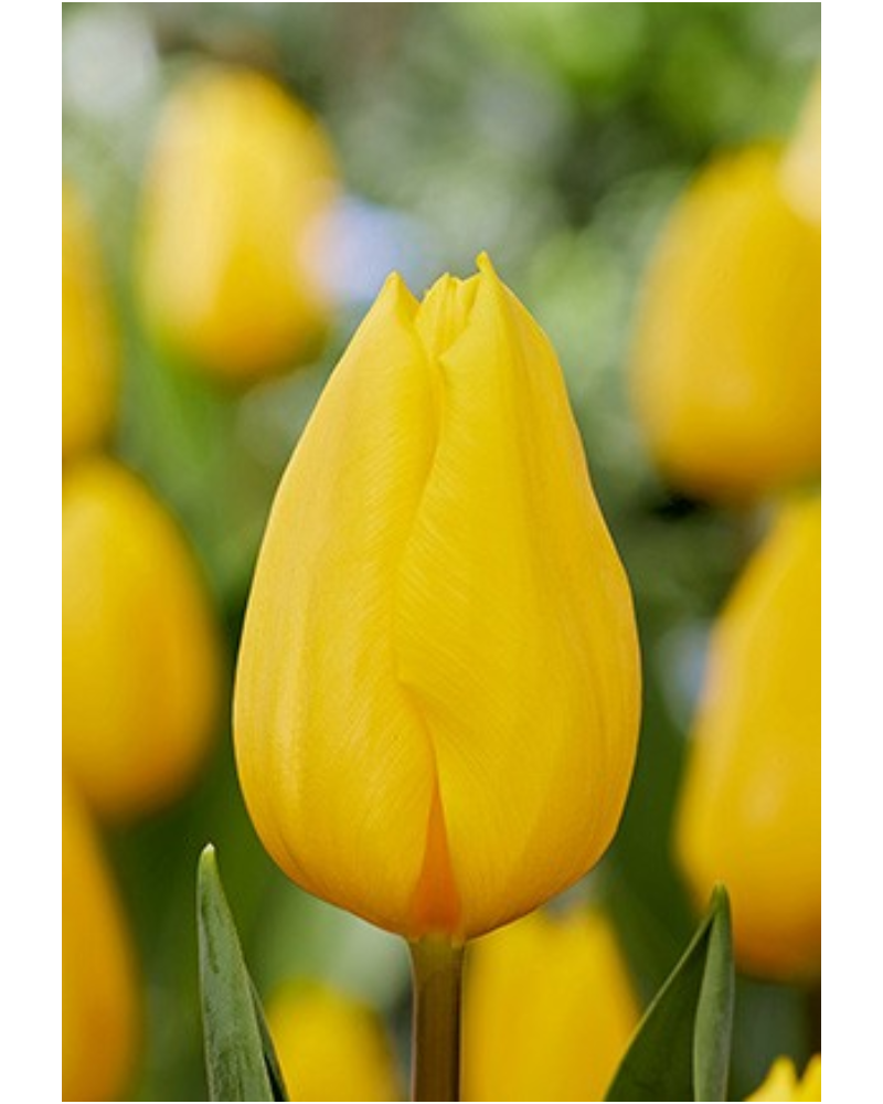 Tulip Yellow 40 bulbs/pkg