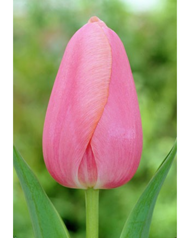 Tulip Pink 40 bulbs/pkg