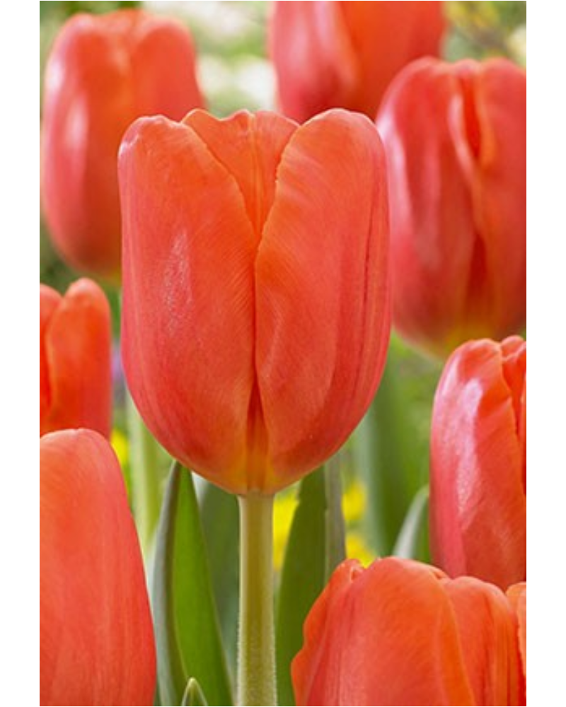 Tulip Orange 40 bulbs/pkg