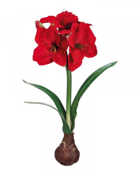 Amaryllis Bulb On Stand 21" Red