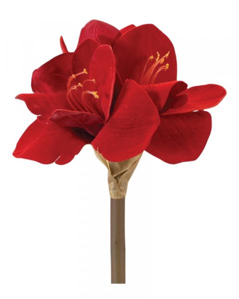 Amaryllis Stem 23.5" Red